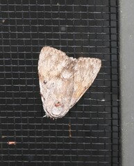 Barasa cymatistis
