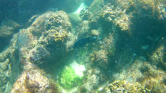 Microspathodon dorsalis