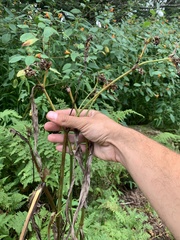 Tradescantia subaspera