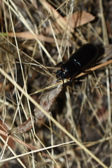 Aulacocyclus