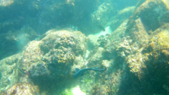 Microspathodon dorsalis