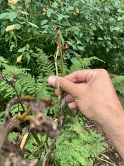 Tradescantia subaspera