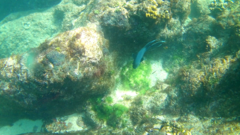 Microspathodon dorsalis