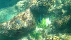 Microspathodon dorsalis