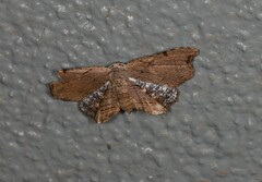 Epiplema coeruleotincta