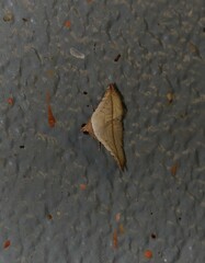 Eublemma perversicolor