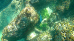 Microspathodon dorsalis