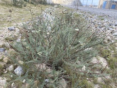Eriogonum fasciculatum polifolium