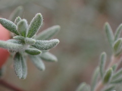 Eriogonum fasciculatum polifolium