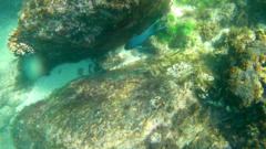 Microspathodon dorsalis