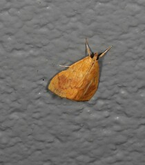 Hyalobathra brevialis