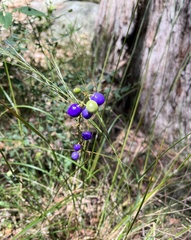 Dianella caerulea