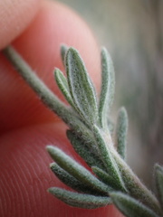 Eriogonum fasciculatum polifolium