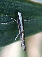 Parectopa alysidota