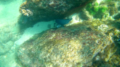 Microspathodon dorsalis