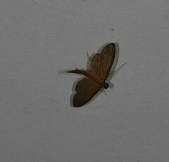 Hymenoptychis sordida