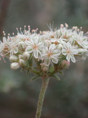 Eriogonum fasciculatum polifolium