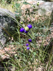 Dianella caerulea