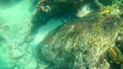 Microspathodon dorsalis