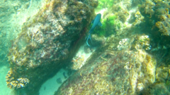 Microspathodon dorsalis