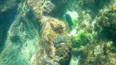 Microspathodon dorsalis