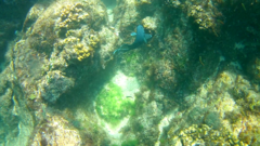 Microspathodon dorsalis