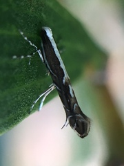 Parectopa alysidota
