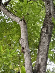 Psittacula alexandri