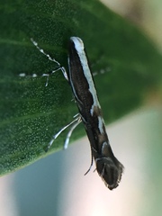 Parectopa alysidota