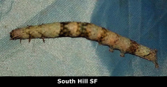 Parallelia bistriaris