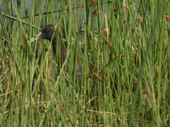 Pardirallus sanguinolentus