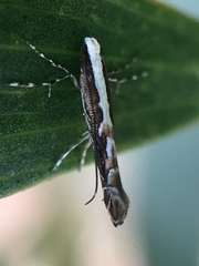 Parectopa alysidota