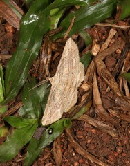 Syneora lithina