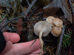 Clitocybe salmonilamella