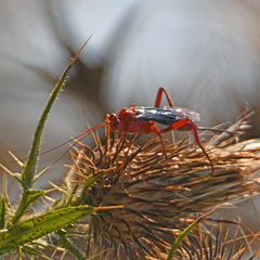 Lissopimpla