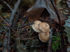 Clitocybe salmonilamella
