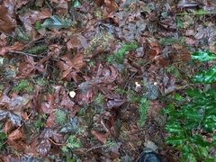 Clitocybe salmonilamella