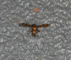 Nippoptilia cinctipedalis