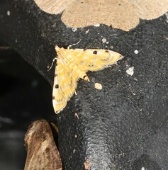 Notarcha