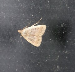 Nodaria aneliopis