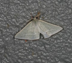 Oenochroma infantilis