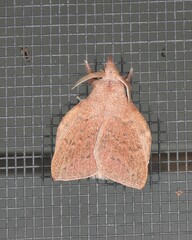 Pararguda australasiae