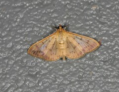 Patania balteata