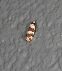 Prepocosma schalidota