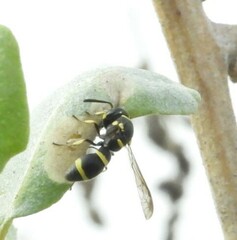 Parancistrocerus declivatus