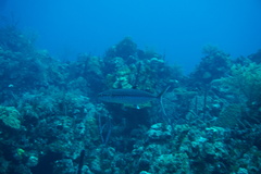 Scomberomorus regalis