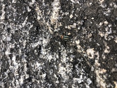 Eudiagogus episcopalis