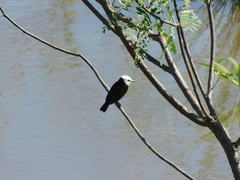 Arundinicola leucocephala