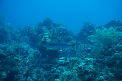 Scomberomorus regalis