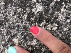 Eudiagogus episcopalis